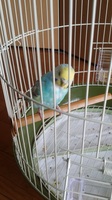 インコ2.jpg